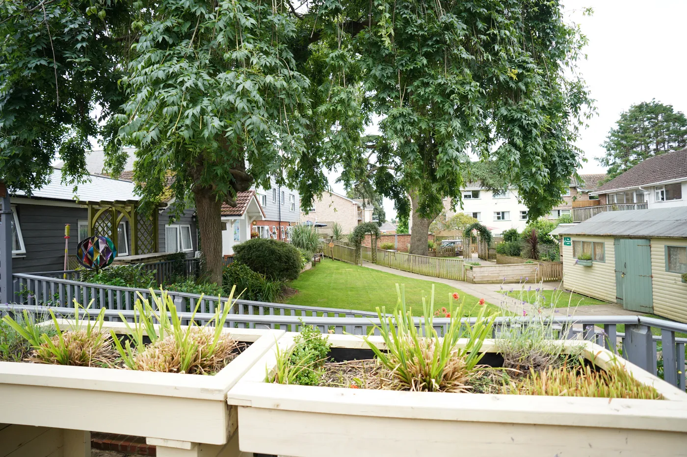 Raised planting beds along the garden path under a large tree